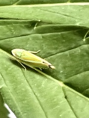 Graphocephala versuta