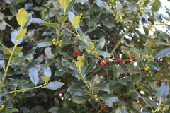 Ilex aquifolium