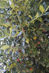 Ilex aquifolium