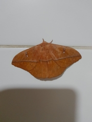 Lonomia rufescens
