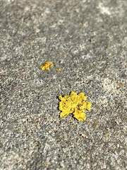 Xanthoria