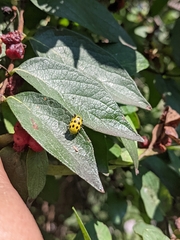 Diabrotica undecimpunctata