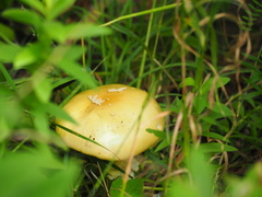 Amanita crocea