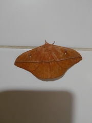 Lonomia rufescens