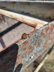 Chrysomela vigintipunctata