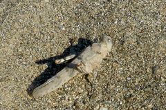 Sphingonotus caerulans