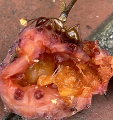 Camponotus castaneus