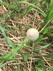 Conocybe apala albipes