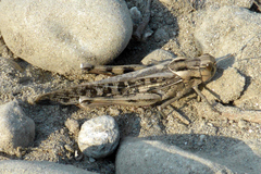 Locusta migratoria