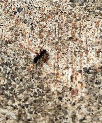 Brachyponera chinensis