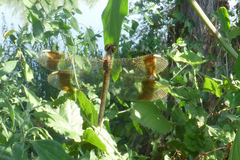 Sympetrum pedemontanum
