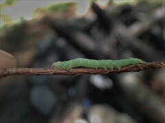 Trichoplusia ni