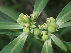 Euphorbia heterophylla