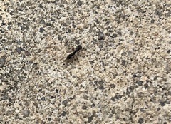 Brachyponera chinensis