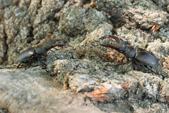 Lucanus cervus