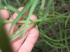 Euphorbia heterophylla