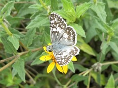 Burnsius communis