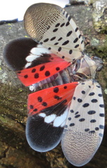 Lycorma delicatula