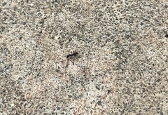 Brachyponera chinensis