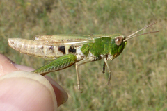 Chorthippus dorsatus