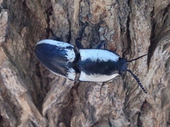 Chalcolepidius webbi