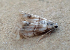 Eoparargyractis plevie