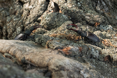Lucanus cervus