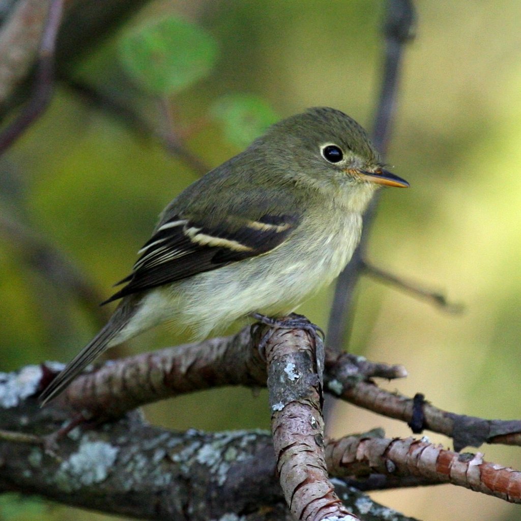 Yellow-Bellied Flycatcher