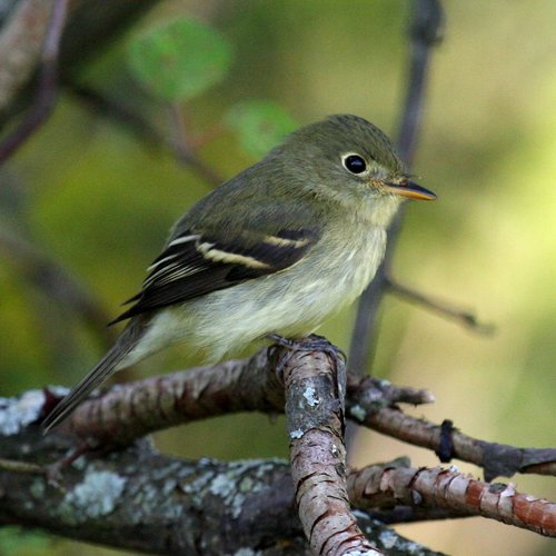 Yellow-bellied Flycatcher