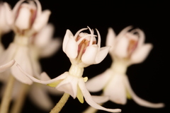 Asclepias perennis