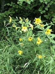 Helianthus giganteus