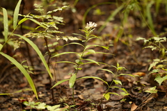 Asclepias perennis