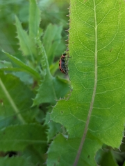 Coleoptera