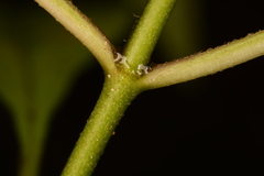 Asclepias perennis