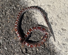 Lampropeltis triangulum