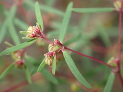 Euphorbia revoluta