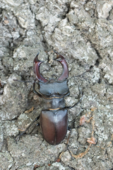 Lucanus cervus