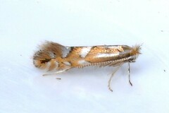 Phyllonorycter