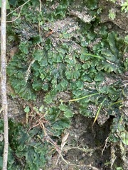 Phaeoceros carolinianus