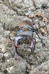 Lucanus cervus