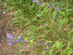 Gentiana asclepiadea