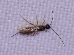 Braconidae