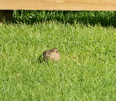 Alauda arvensis arvensis