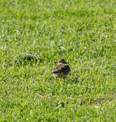 Alauda arvensis arvensis