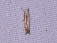 Polyhymno luteostrigella