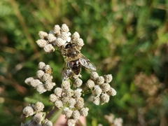 Eristalis tenax
