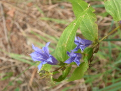 Gentiana asclepiadea