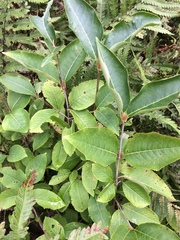 Viburnum