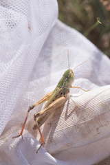 Stenobothrus fischeri