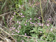 Glandularia chiricahensis